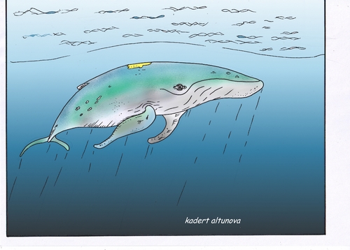 Cartoon: Buckelwal (medium) by kader altunova tagged buckelwal,meer,ozean