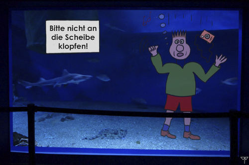 Cartoon: Please do not knock! (medium) by thalasso tagged aquarium,scheibe,fische,klopfen,fish,tank,knock,pane