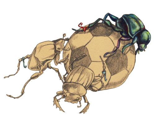 Cartoon: fussball (medium) by Lissy tagged illustration,animals,insekten,käfer,scarabeus,fussball,sport,fitness