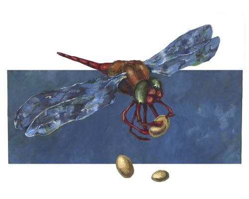 Cartoon: libelle (medium) by Lissy tagged illustration,animals,insekt,libelle,eier,brut,fliegen,flug