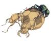 Cartoon: fussball (small) by Lissy tagged illustration animals insekten käfer scarabeus fussball sport fitness