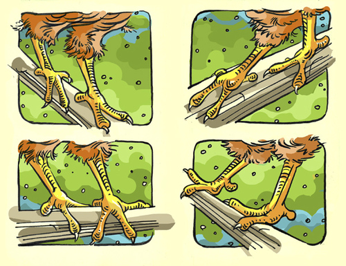 Cartoon: A study of chicken feet (medium) by rudat tagged chicken,feet,moleskine