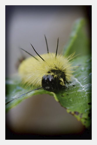 Cartoon: Yellow Fluff (medium) by Krinisty tagged insect,caterpillar,yellow,fluffy,nature,walk,leaf,dew,morning,art,krinisty,photography