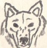Cartoon: Wolf (medium) by Schimmelpelz-pilz tagged wolf,animal,quadruped,simple,beast,predator,canine,biest,bestie,raubtier,tier,vierbeiner,einfach