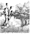 Cartoon: Rabenbaum 2 (small) by puvo tagged krähe,rabe,crow,raven,baum,tree,wood,wald,clown