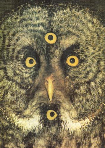 Cartoon: Eyes (medium) by Andreas Prüstel tagged eule,owl,augen,eyes