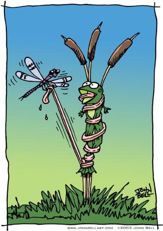 Cartoon: Tongue Tied (medium) by JohnBellArt tagged dragonfly,dragon,fly,cattails,reed,frog,tongue,tied,capture,revenge