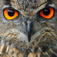Night Owl's avatar
