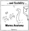 Cartoon: Worms Anatomy (small) by joxol tagged worms,anatomy,class,school,education,animal,pisa