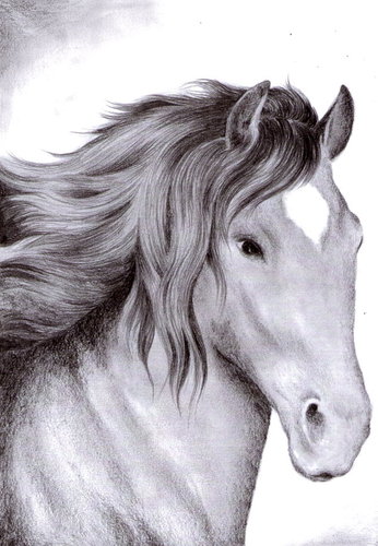 Cartoon: Horse (medium) by Barcarole tagged horse