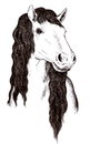 Cartoon: Horse (small) by Barcarole tagged horse