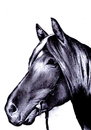 Cartoon: Horse (small) by Barcarole tagged horse