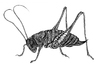 Cartoon: grasshopper (small) by Battlestar tagged grasshopper,heuschrecke,insects,insekten,drawing,zeichnung,illustratin,natur,nature