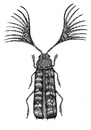 Cartoon: longicorn (small) by Battlestar tagged longicorn,bockkäfer,käfer,bug,beetle,insects,insekten,natur,nature,illustration