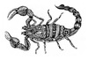 Cartoon: scorpio (small) by Battlestar tagged scorpio,skorpion,animals,tiere,nature,natur,illustration,zeichnung,drawing
