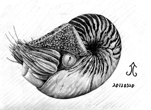 Cartoon: nautilus pompilius (medium) by Teruo Arima tagged chinko,manko,pretty,nautilus,pompilius