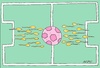 Cartoon: love for football (small) by yasar kemal turan tagged love for football sperm ball egg