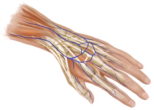Cartoon: Anatomische Ansicht der Hand (medium) by alesza tagged hand,arm,anatomy,anatomic,body,human,skeleton,finger,bones,blood