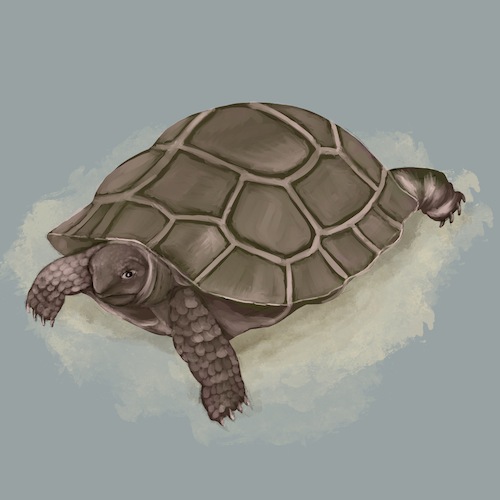 Cartoon: Schildkröte (medium) by alesza tagged tortoise,tortuga,schildkröte,reptile,animal,endangered,procreate