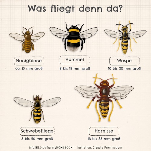 Cartoon: Was fliegt denn da? (medium) by alesza tagged biene,wespe,schwebfliege,hornisse,hummel,bee,horn,insect,insekten,animal,illustration,digital,painting,ipadart,procreate