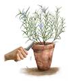 Cartoon: Rosmarin (small) by alesza tagged rosemary,herb,plant,garden