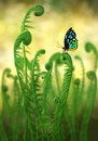 Cartoon: Schmetterling - Butterfly (small) by alesza tagged butterfly,schmetterling,natur,farn,fern,nature