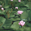 Cartoon: Seerosen (small) by alesza tagged seerosen seerose waterlilly flower blumen natur teich grün blüte painting