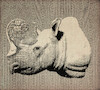 Cartoon: No title (small) by chakhirov tagged rhino