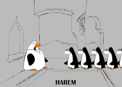 Cartoon: Harem... (medium) by berk-olgun tagged harem
