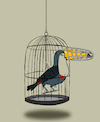 Cartoon: Toucan... (small) by berk-olgun tagged toucan