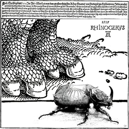 Cartoon: Rhinoceros Beetle (medium) by zu tagged rhinoceros,beetle