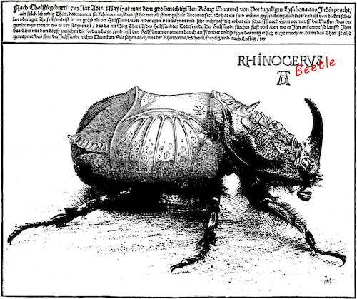 Cartoon: Rhinoceros Beetle (medium) by zu tagged rhinoceros,beetle,dürer