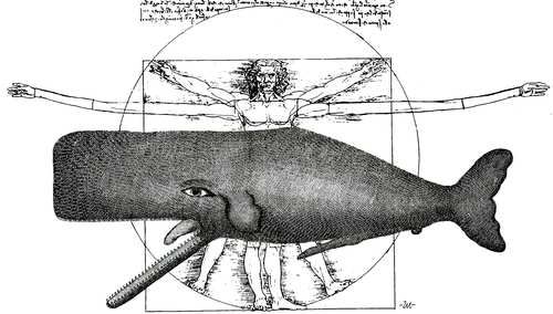 Cartoon: Size (medium) by zu tagged leonardo,vitruvian,whale,proportional