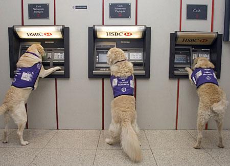 Cartoon: Dog at cashpoint (medium) by babydogz99 tagged dogs