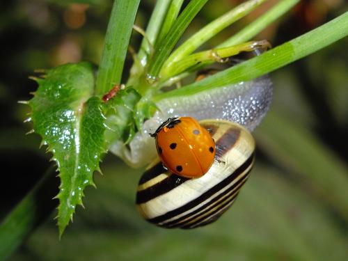 Cartoon: Lady Beetle on a Snail (medium) by spotty tagged beetle,bug,snail