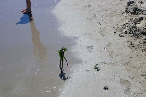 Cartoon: la fotografia (medium) by Enzo Maneglia Man tagged fotografia,mare,battigia