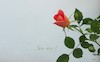 Cartoon: ...son rose (small) by Enzo Maneglia Man tagged foto,fotografia,proverbio,rosa,tea,by,enzo,maneglia,man