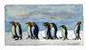 Cartoon: King Penguins (small) by Pascal Kirchmair tagged königspinguine,manchots,royaux,pinguine,king,penguins,watercolour,aquarell,pascal,kirchmair,pinguinos,reales,illustration,drawing,zeichnung,cartoon,caricature,karikatur,ilustracion,dibujo,desenho,ink,disegno,ilustracao,illustrazione,illustratie,dessin,de,presse,du,jour,art,of,the,day,tekening,teckning,aquarelle,watercolor,acquarello,acuarela,aguarela,aquarela,painting,malerei,peinture,dipinto,pintura,pittura,cuadro,quadro