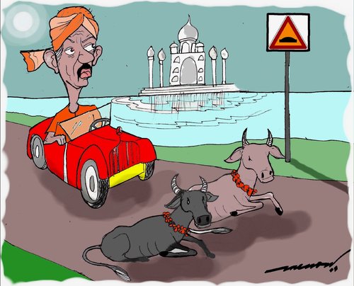 Cartoon: cow hump (medium) by kar2nist tagged cow,hump,east,roadblock