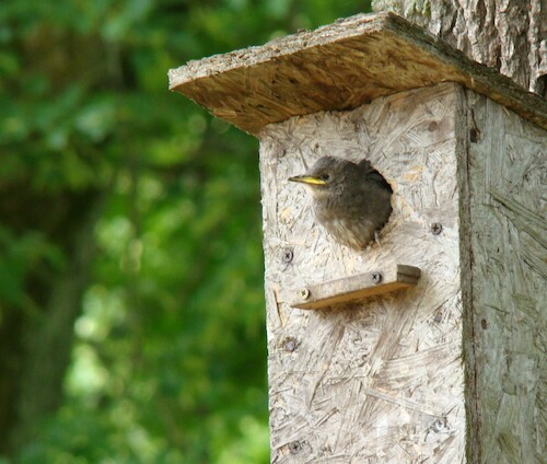 Cartoon: DADA Movie YELLOW THROAT (medium) by Kestutis tagged dada,movies,bird,spring,picture,kestutis,lithuania