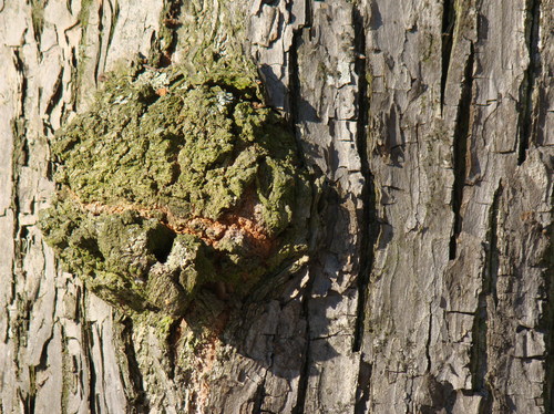 Cartoon: Green smile (medium) by Kestutis tagged tree,park,forest,garden,green,kestutis,nature,lithuania,greeting,photo