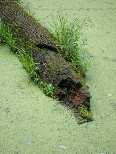 Cartoon: Nature is a painter. Portrait (medium) by Kestutis tagged painter,nature,portrait,kestutis,lithuania,water