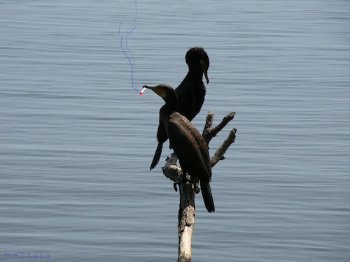 Cartoon: Two anglers (medium) by Kestutis tagged angler,bird,kestutis,lithuania,observagraphics,vogel