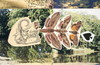 Cartoon: Autopostcard. Waterway Animal (small) by Kestutis tagged water collage butterfly nature animal watercolor art kestutis siaulytis lithuania kunst wasser aquarell
