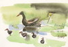 Cartoon: BONN. IN BOTANICAL GARDENS (small) by Kestutis tagged sketch,bonn,botanic,garden,vögel,birds,ornithology,watercolor,aquarell
