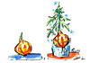 Cartoon: HAPPY NEW YEAR! (small) by Kestutis tagged happy new year fir tanne zwiebel onion