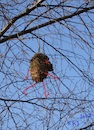 Cartoon: Walks in the branches (small) by Kestutis tagged observagraphics,kestutis,lithuania,nature,bird,nest
