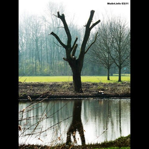 Cartoon: MH - Misty Morning 3 (medium) by MoArt Rotterdam tagged rotterdam,moart,moartcards,misty,morning,mist,mistig,ochtend,tree,boom,vijver