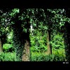 Cartoon: MH - Into the Woods (small) by MoArt Rotterdam tagged wood bos intothewoods hetbosin green groen tree boom