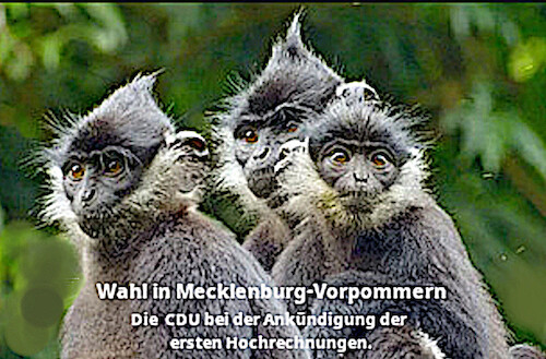 Cartoon: CDU (medium) by Skowronek tagged cdu,skowronek,mecklenburg,vorpommern,wahl,afdrn